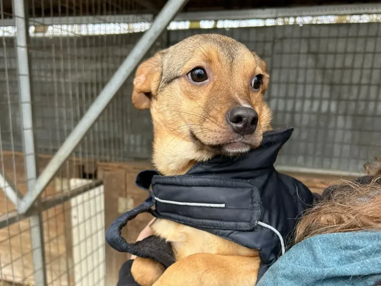 Ein kleiner Hund mit kurzem, braunem Fell, der eine schwarze Jacke trägt.