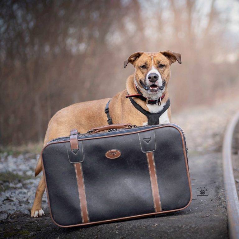 Notfall 3 Katzen ausgesetzt - Tierheim Arche Noah Graz, Aktiver Tierschutz Austria Grüne Tiertransportbox mit grauem Futter in der Innenseite.