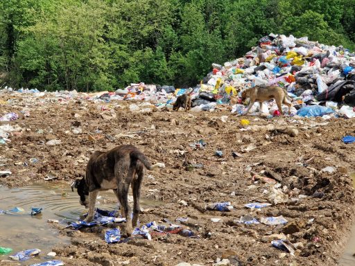 Hunde durchwühlen Müllhalde mit Abfällen und Plastikcontainern.