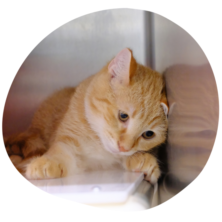 Notfall 23 Katzen Ein orangefarbener Kater liegt auf einem Kissen und schaut traurig nach unten.