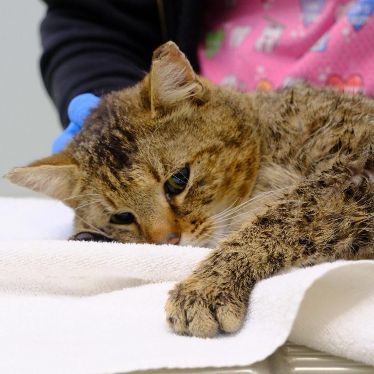 Notfall Lucky Eine Tierärztin untersucht eine orange-weiße Katze mit einem verletzten Gesicht.